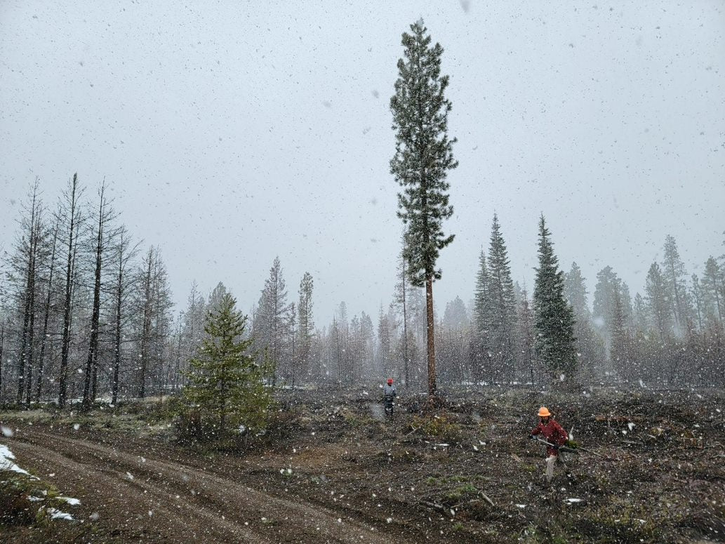 Plant a Tree with Arbor Day